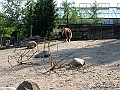 KBH zoo 190703 224